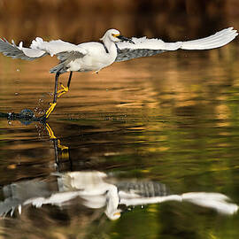 Morning Reflections. by Paul Martin