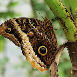 Morpho Peleides Butterfly by David Giraldo