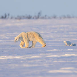 Mother And Cubs Walking by Siyu And Wei Photography