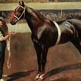 Mr. Butlers Hackney Stallion, Kirkburn Toreador