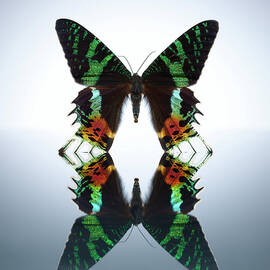 Multi-color Butterfly In A Water Pool by Chris Stein