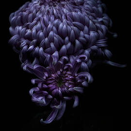 Chrysanthemum-Luxor by Alinna Lee