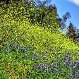 Mustard and Lupines 2 by Linda Brody