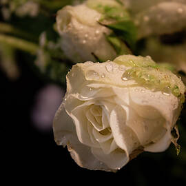 My Roses by Ivete Basso Photography