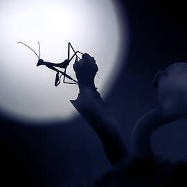 Mystical Little Mantis by Fauzan Maududdin