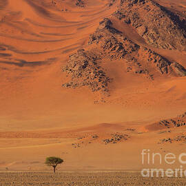 Namibia Tree and Exposed Dunes by Mike Reid