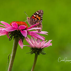 Natural Beauties by Connie Allen