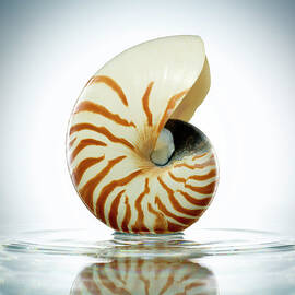 Nautilus Shell In A Still Pool Of Water by Chris Stein
