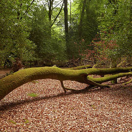 New Forest 3 by Kelvin Murray