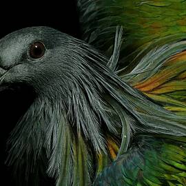 Nicobar Pigeon by Ivan Lesica