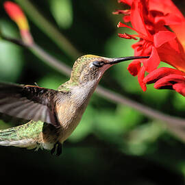 No Peeking by Donna Kennedy