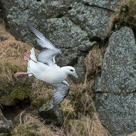 Northern Fulmar Taking Off From Nest On Rock Ledge