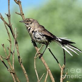 Northern Mockingbird In Need Of A Breeze by Cindy Treger