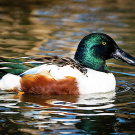 Northern Shoveler by Garrick Besterwitch