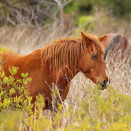 OBX Mare by Donna Twiford