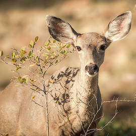 Oh Deer 01066 by Kristina Rinell