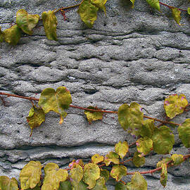 Dark green hanging ivy vines by Joanna Szmerdt