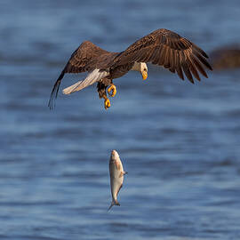 Oops! by David Hua
