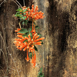 Orange Trumpet Vine Africa by Mary Lee Dereske
