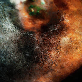 Other Worlds No 5 - Patterns In Old Food, 2014, Digital Image by Ant Smith