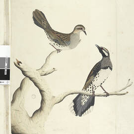 Page 4. Turdus. In A Different Hand Drawn The Natural Size Being The Only Two Of The Kind As Yet Seen On The Colony, June 1792 Spotted Quail Thrush Cinclosoma Punctatum, 1791-92 by Unknown Artist