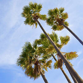 Palm Trees by Bluehill75