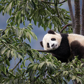https://render.fineartamerica.com/images/images-new-artwork/images/artworkimages/medium/2/panda-cub-resting-in-a-tree-suzi-eszterhas.jpg