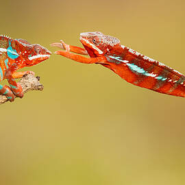Panther Chameleons by Milan Zygmunt