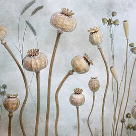 Papaver by Mandy Disher