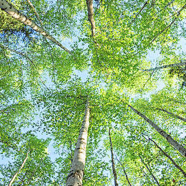 Paper Birch by Andrew Zydell