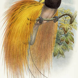 Paradisea Augustae Victoriae, 1891-1898 by William Hart