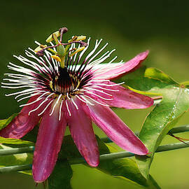 Passiflora Victoria  by Marilyn DeBlock