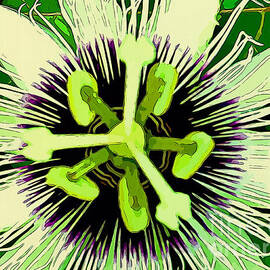 Passion Flower #2 by Trudee Hunter