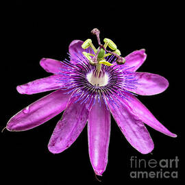 Passionate Pink Passion Flower by Sabrina L Ryan