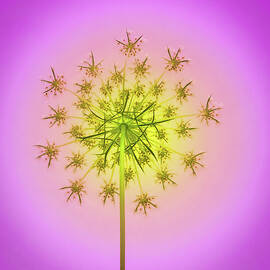 Pastel Firework by Jean Noren