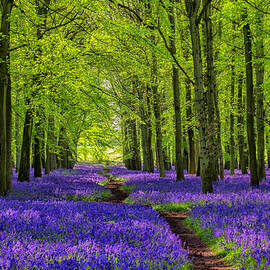 Path Through The Bluebells by Simonbradfield