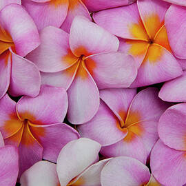 Pattern Of Pink Pulmeria Or Frangipani by Darrell Gulin