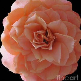 Peach Rose Abstract by Tara Shalton