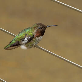 Perched Beauty by Jean Noren