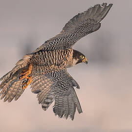 Peregrine Falcon Patrolling In The Morning Light by Mei Hu
