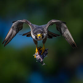 Peregrine Falcon by Ti Wang