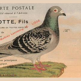 Pigeons Voyageurs by unknown