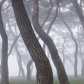 Pine Grove In Fog-3 by Ryu Shin-woo