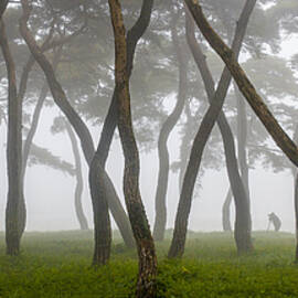 Pine Grove In Fog-4 by Ryu Shin Woo