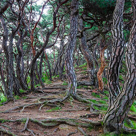 Pine Trees 01 by Shin Woo Ryu