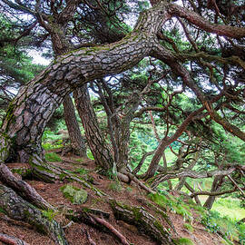 Pine Trees 02 by Shin Woo Ryu