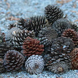 Pinecones  by Christy Pooschke