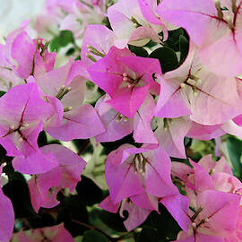 Pink Bougainvillea on Texas Prairie by Connie Fox