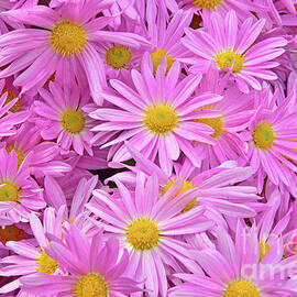 Pink Daisy Chrysanthemums 1 by Regina Geoghan