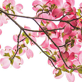 Pink Dogwoods on White by Mary Ann Artz